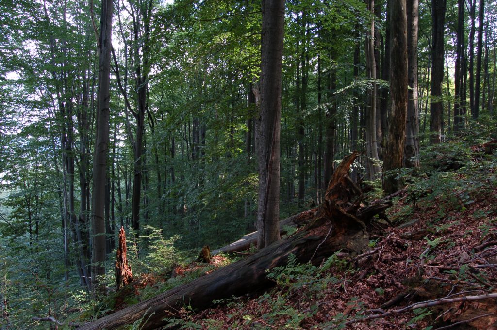 Storočný les pri Dvoriskách